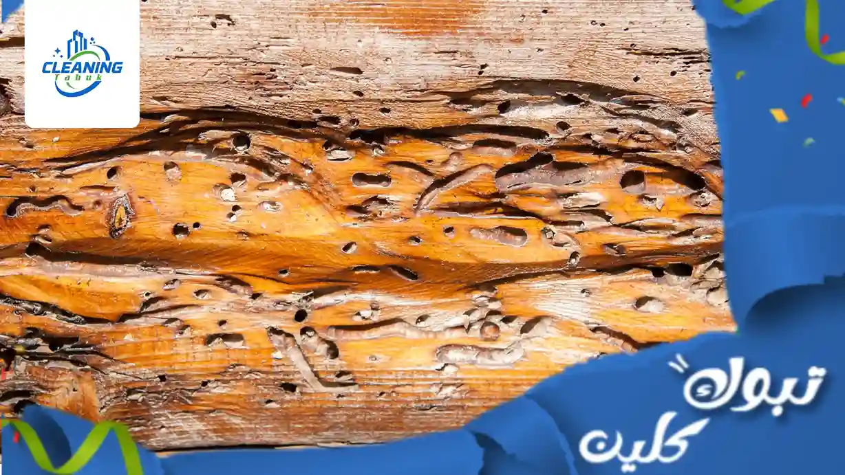 أفضل شركة مكافحة سوس الخشب بتبوك