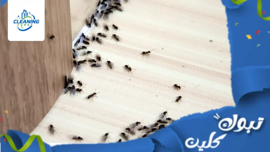 شركة مكافحة النمل الاسود بتبوك