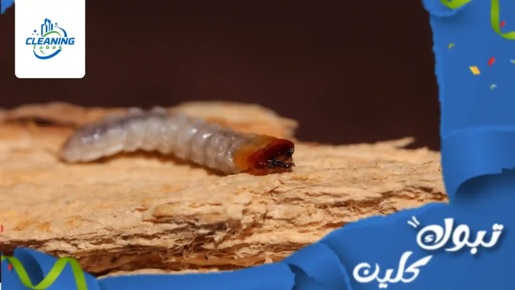 شركة مكافحة سوس الخشب بتبوك