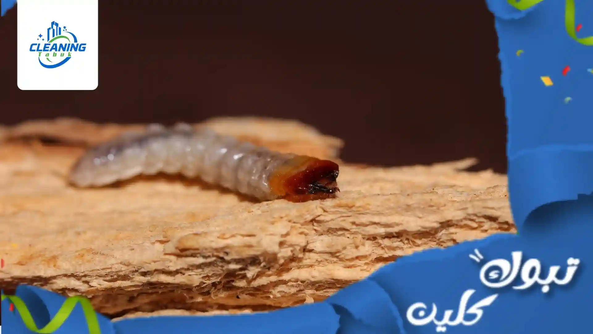 شركة مكافحة سوس الخشب بتبوك