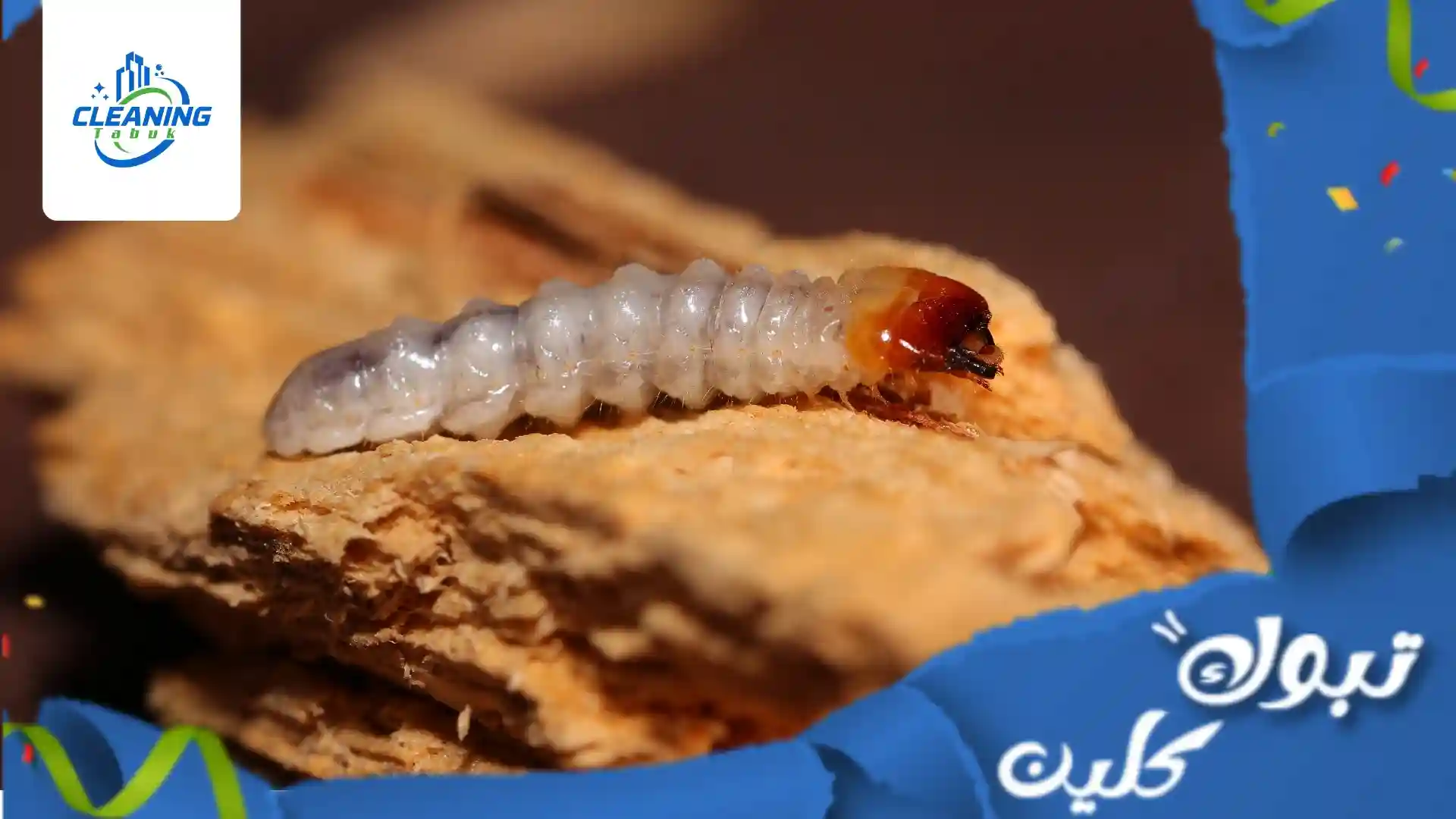 مهام شركة مكافحة سوس الخشب في تبوك